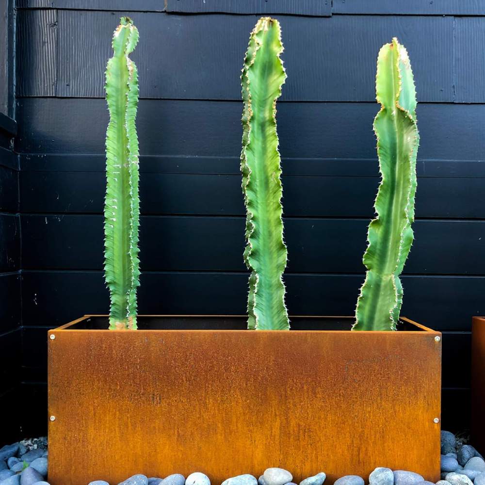 A rusted corten steel planter and garden edging in an Australian garden